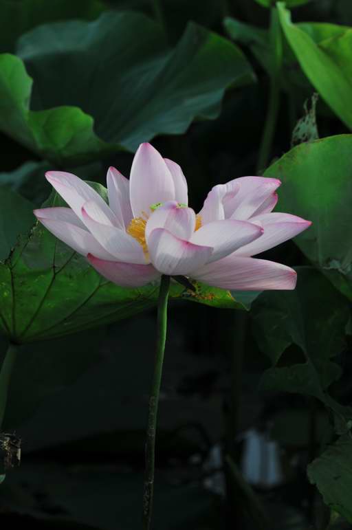 http://i.dcview.tw/gallery/201106/d6261446ad198e699897115ac4526504.jpg