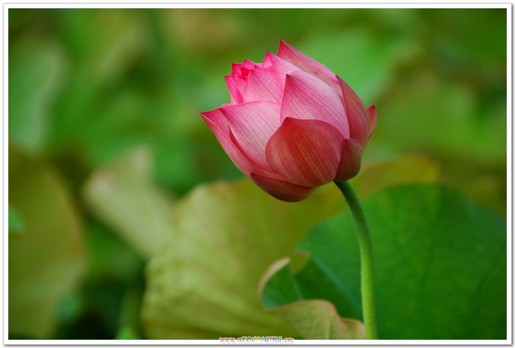 http://i.dcview.tw/gallery/201106/d75720272a3f87d9a84f2142f1e151d5.jpg