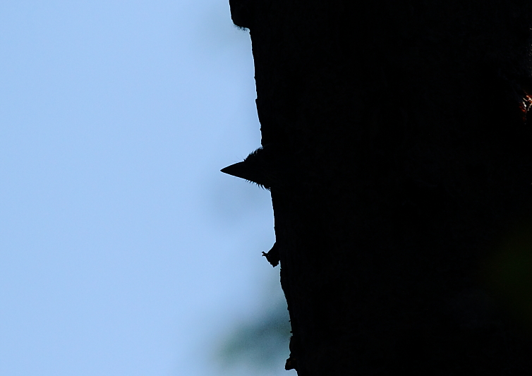 http://i.dcview.tw/gallery/201106/d81df324261c9ae0679eba1847bde933.jpg