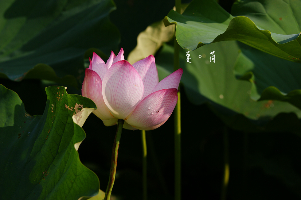 http://i.dcview.tw/gallery/201106/d8c5ddfa2c044a3d26de26bc4397cff9.jpg