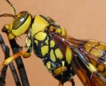 黃長腳蜂特寫