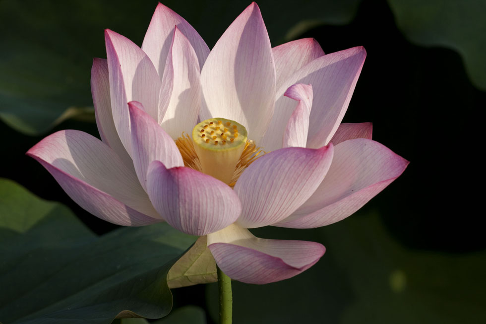 http://i.dcview.tw/gallery/201106/df4f491cd8cf1ad27e3cb249613d5b8a.jpg