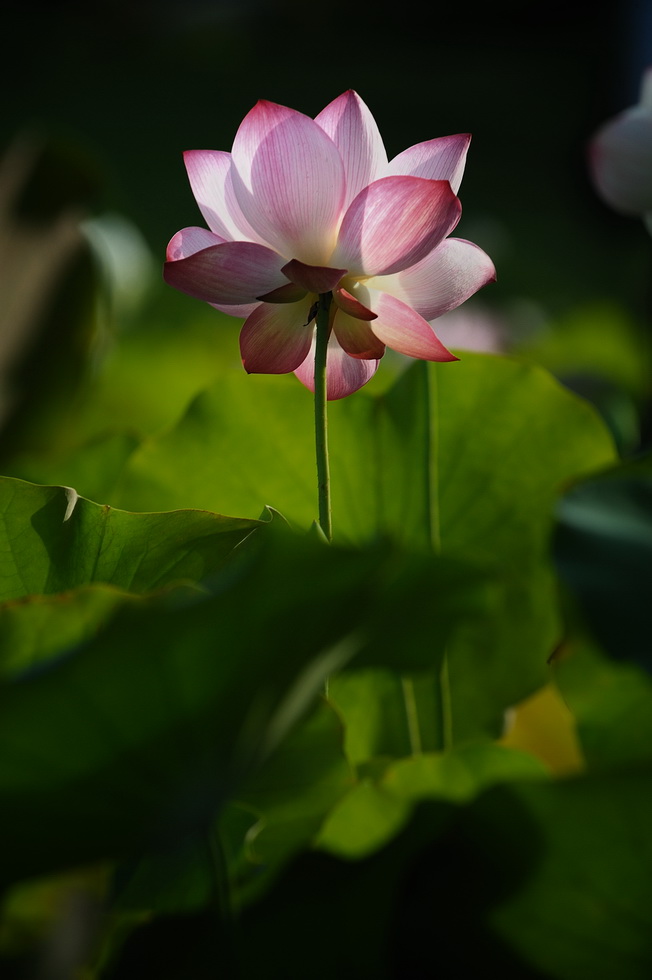 http://i.dcview.tw/gallery/201106/df9e6688123cdf35272ec6a049f27855.jpg