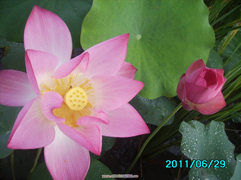 http://i.dcview.tw/gallery/201106/e04c1563ff1ae3bda8147c554c2c9402.jpg
