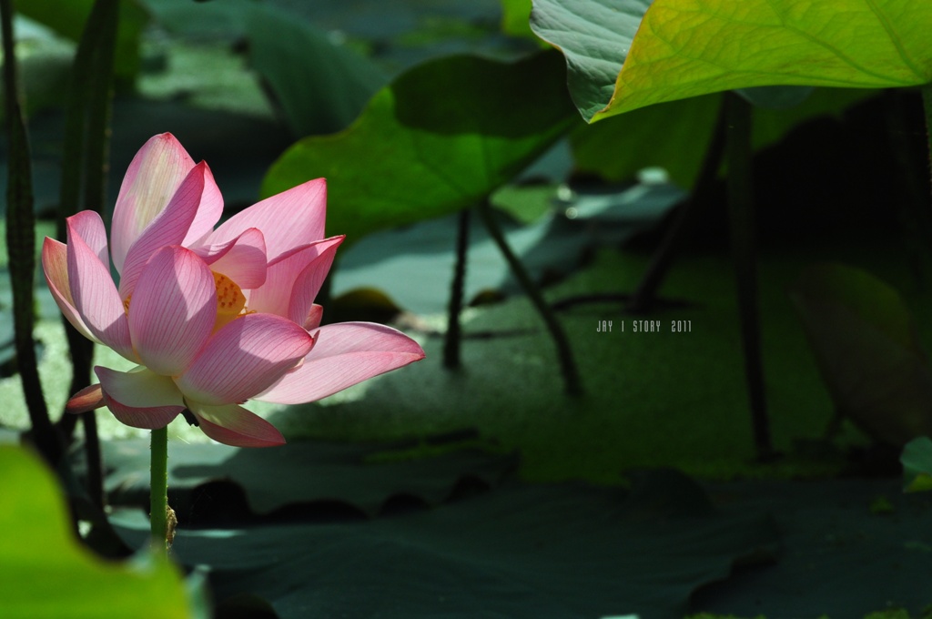 http://i.dcview.tw/gallery/201106/e45f52ea4e6e1c97c7fc98eedbad2a5a.jpg