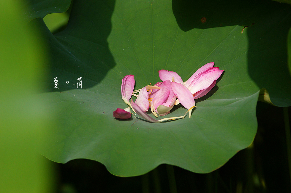 http://i.dcview.tw/gallery/201106/e7b3b61028506cf674eea0fd2e6c0d00.jpg