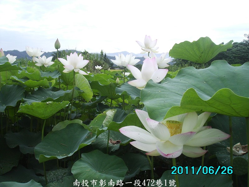 http://i.dcview.tw/gallery/201106/ec13e8006f54904ad90bd6fd528dd3b7.jpg