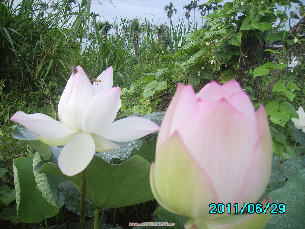http://i.dcview.tw/gallery/201106/f2290a256ea790c97c74f8611ffbba05.jpg