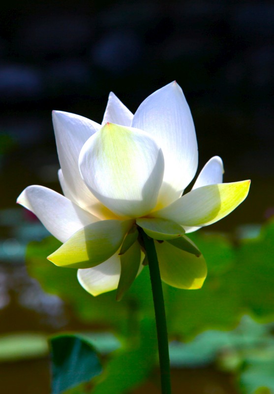 http://i.dcview.tw/gallery/201106/fb2cde75001115d0f2b628c4018848e6.jpg
