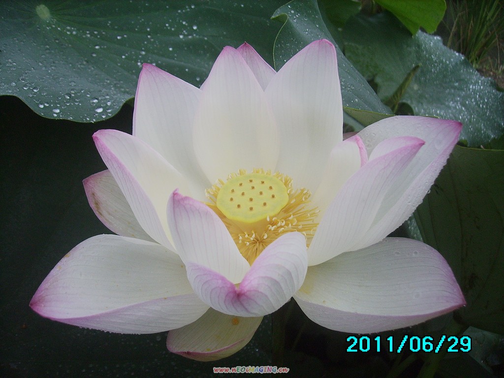http://i.dcview.tw/gallery/201106/fb8c321034f2abe8ab107ecbd92dcab7.jpg
