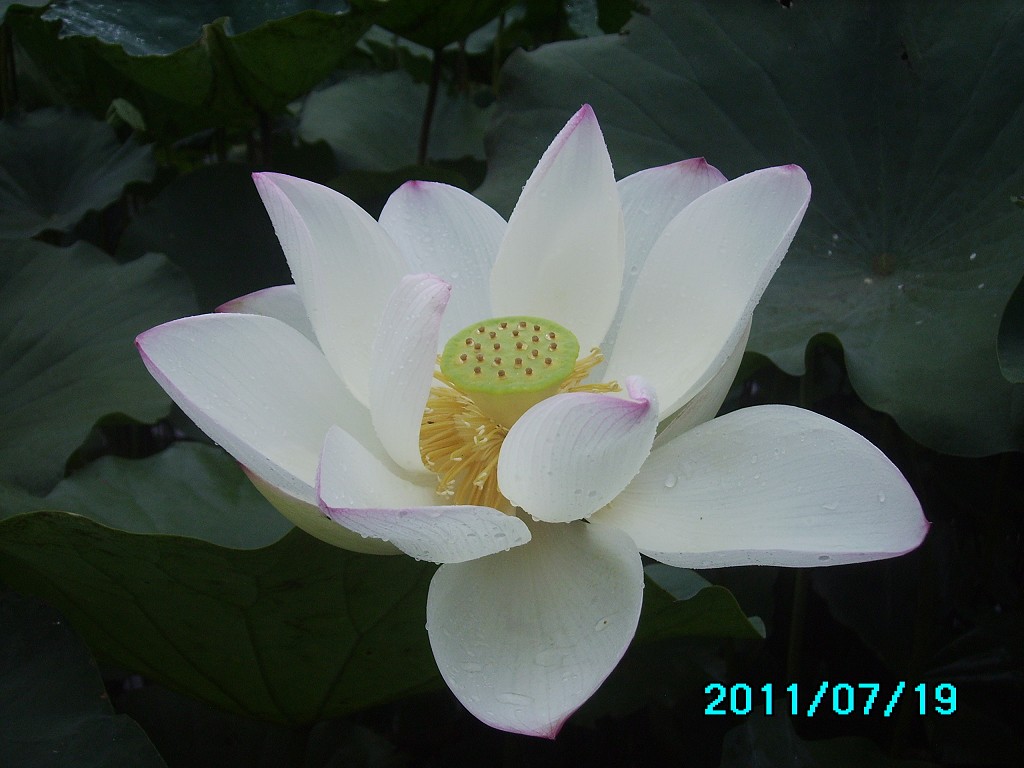 http://i.dcview.tw/gallery/201107/01564125464f471883186d40cba477cc.jpg