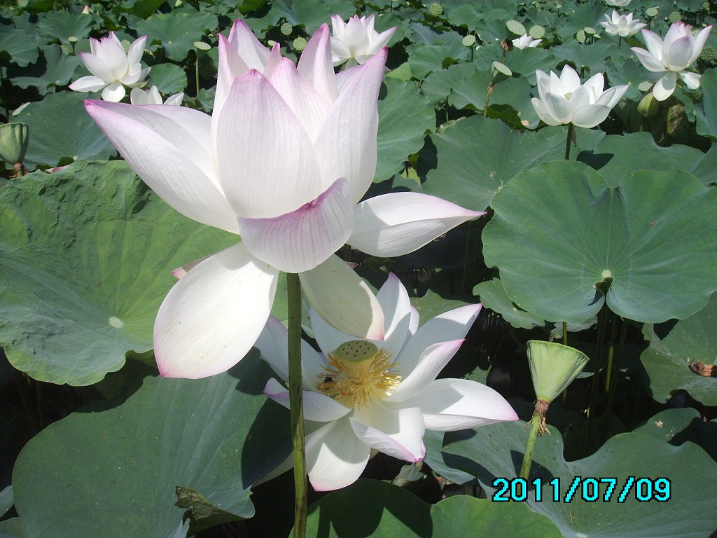 http://i.dcview.tw/gallery/201107/022939e186ecd385afd918f65474f4dd.jpg