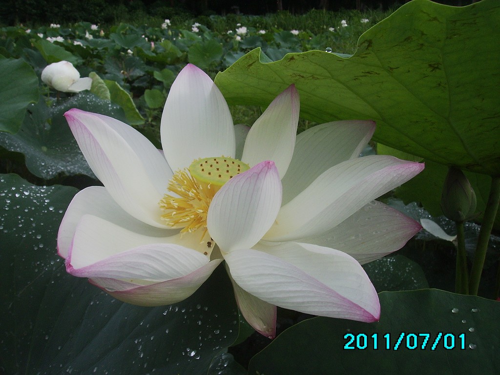 http://i.dcview.tw/gallery/201107/059b6605e1d2eb0158392506b733a155.jpg