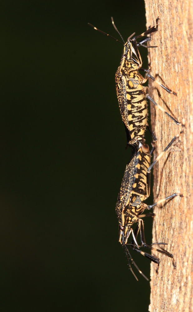 http://i.dcview.tw/gallery/201107/06419da95907d5c71cace59cf8749afc.jpg