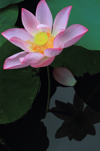 http://i.dcview.tw/gallery/201107/090089fe4e8991a502f5e32aeb77d38b.jpg