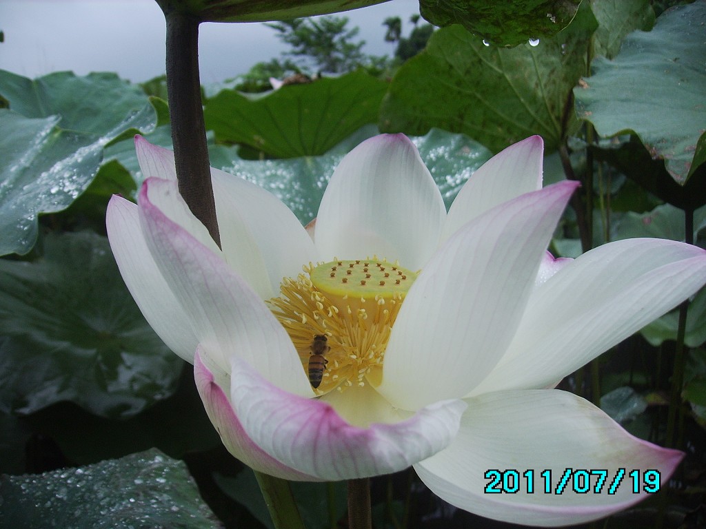 http://i.dcview.tw/gallery/201107/092340d43c5dc0c2f49677fc5391a1b2.jpg