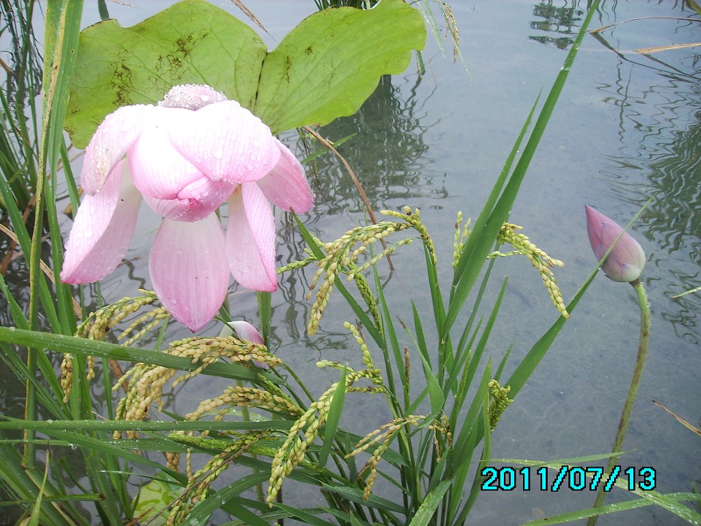 http://i.dcview.tw/gallery/201107/0afce49ba6f52957f371f02f8234825e.jpg