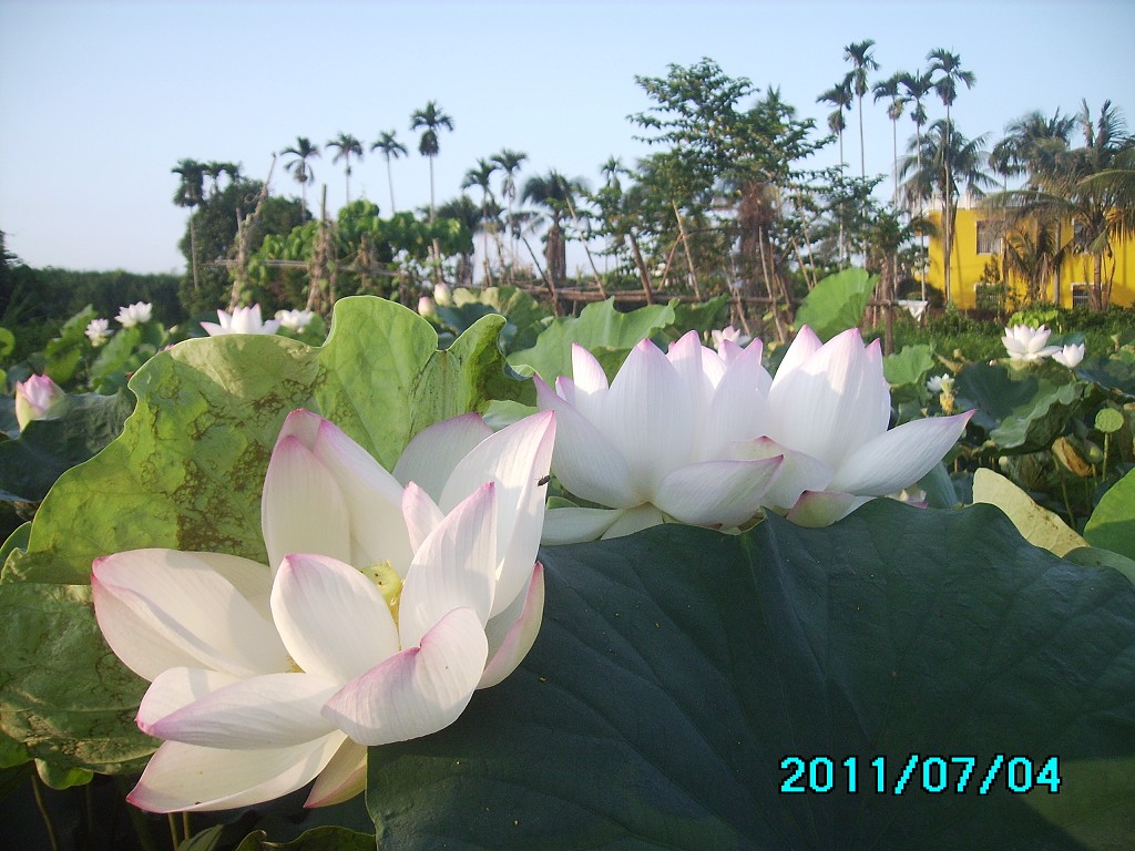 http://i.dcview.tw/gallery/201107/0b786b825af05aa8102346e18513dd59.jpg