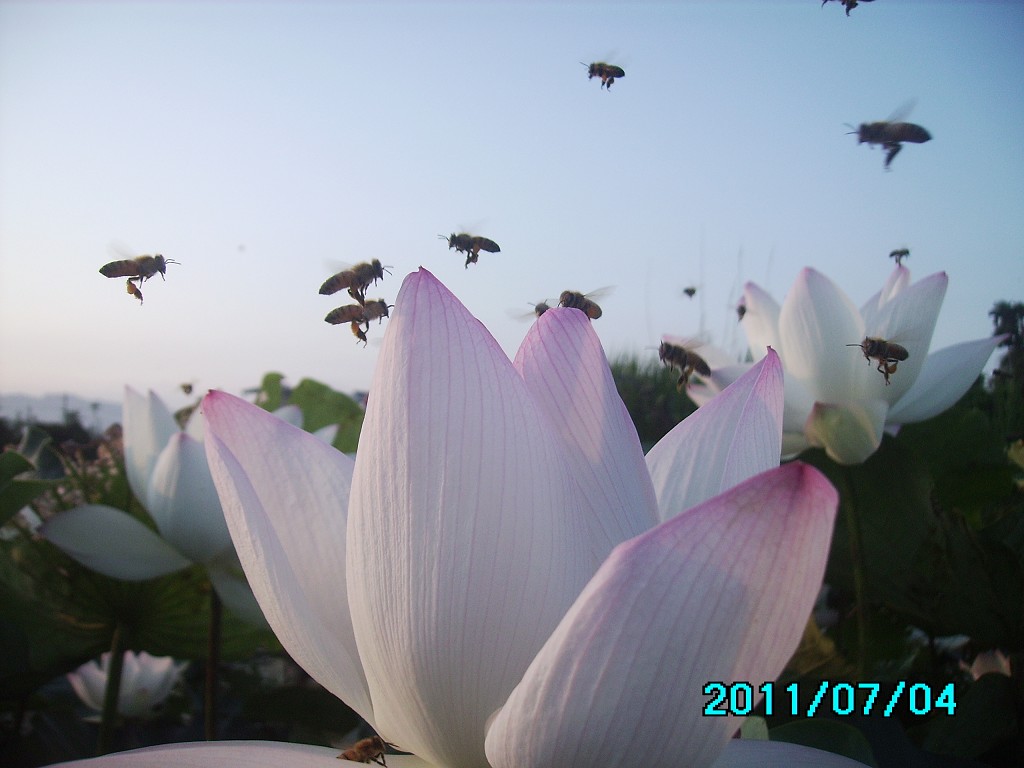 http://i.dcview.tw/gallery/201107/0d03a0c68784c51abecd1bdfdc768283.jpg