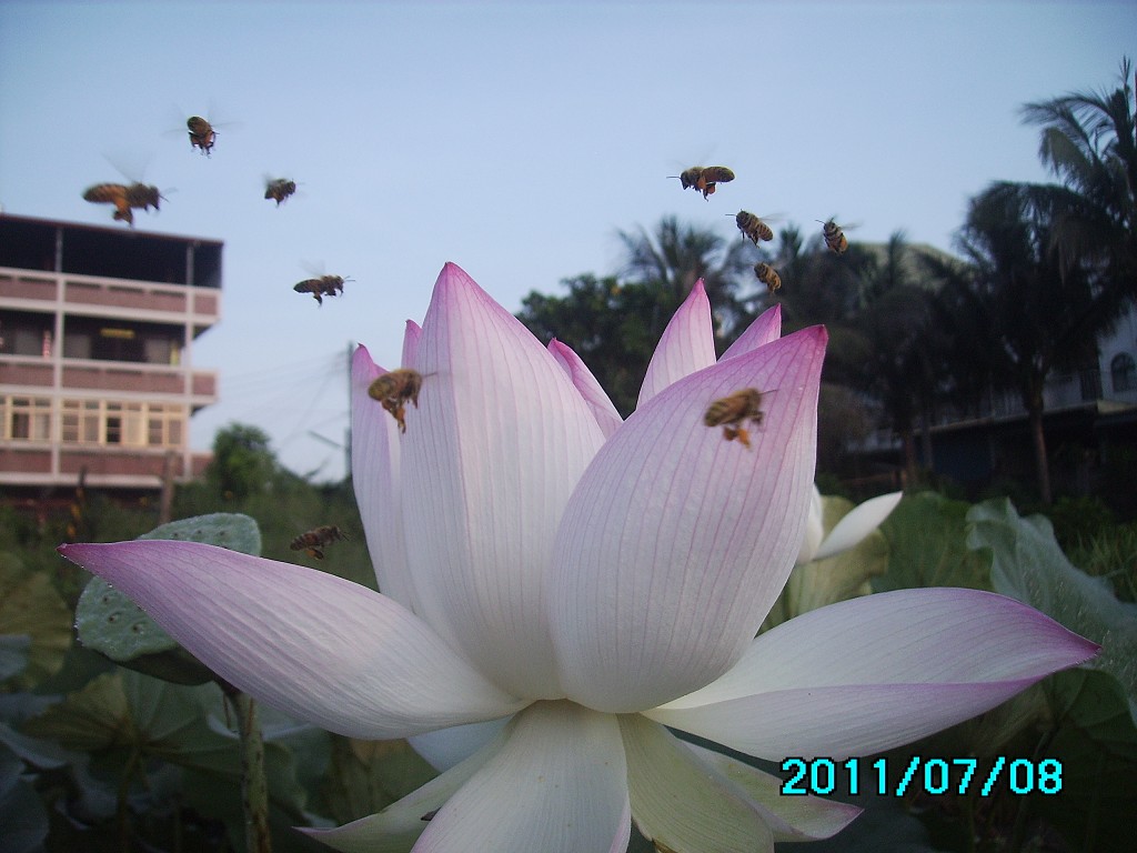 http://i.dcview.tw/gallery/201107/0dc00d69a4ffe4f5f47f05729f52d6c6.jpg