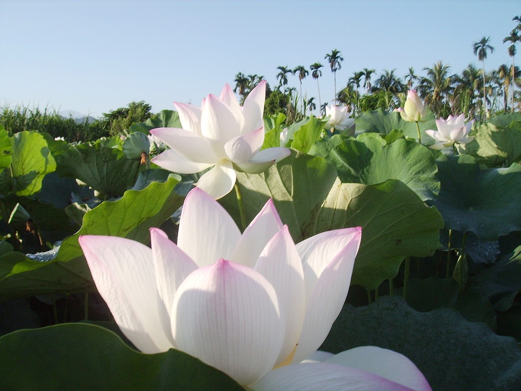 http://i.dcview.tw/gallery/201107/0f5b3cc74916dbb756be9e981cb4c9d1.jpg