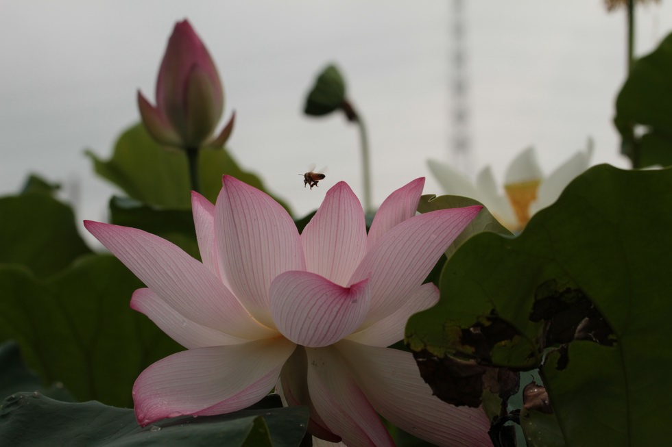 http://i.dcview.tw/gallery/201107/13885b084fde14372f1082517a4e08cc.jpg
