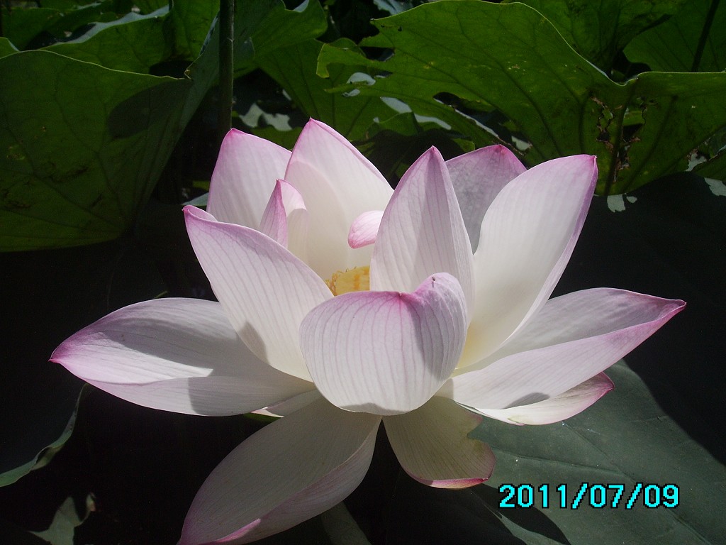 http://i.dcview.tw/gallery/201107/158235e8ca225f3fd22c868a6c37e0b6.jpg