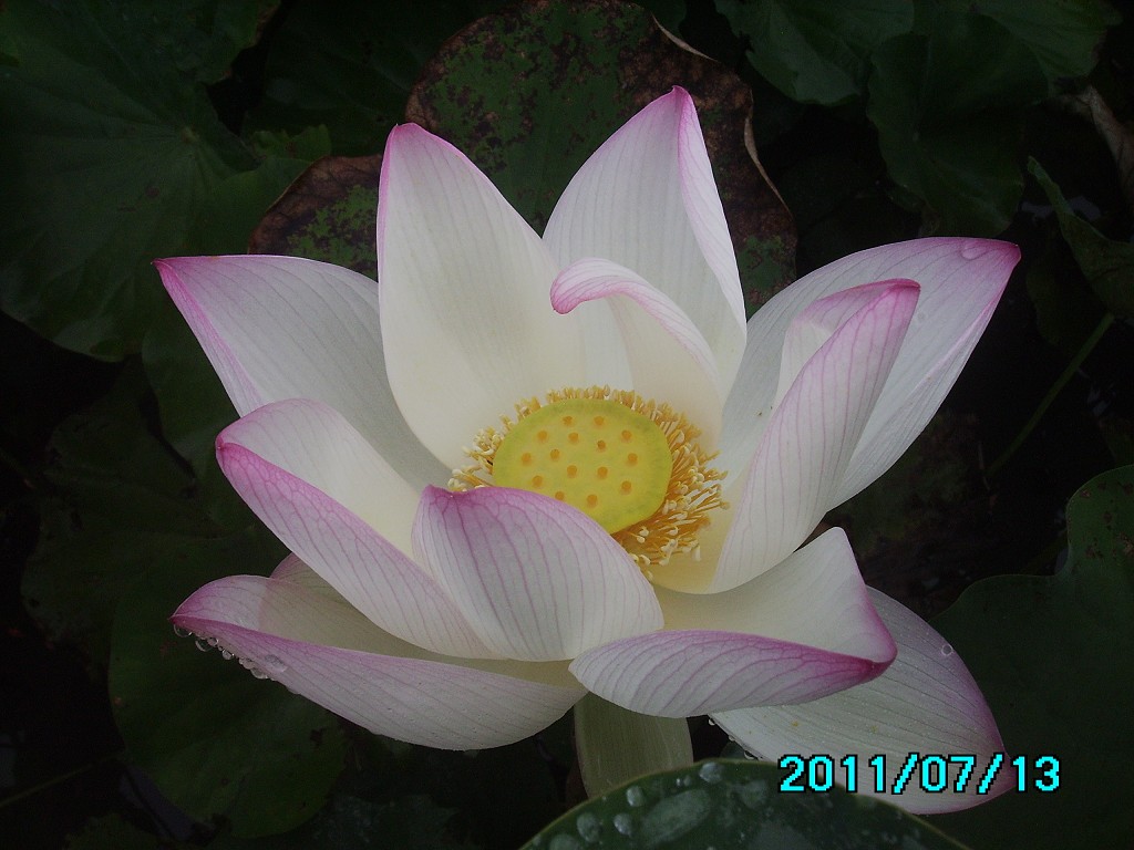 http://i.dcview.tw/gallery/201107/17e13349607a47be9c9cb39070b6ed05.jpg
