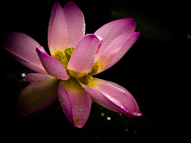 http://i.dcview.tw/gallery/201107/1c2e089970a2d0e799cd88fc780229c7.jpg