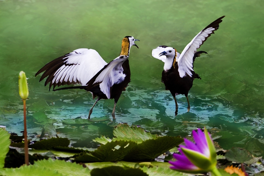 http://i.dcview.tw/gallery/201107/1cba0f062fcdf1e9430b173cc70cd177.jpg