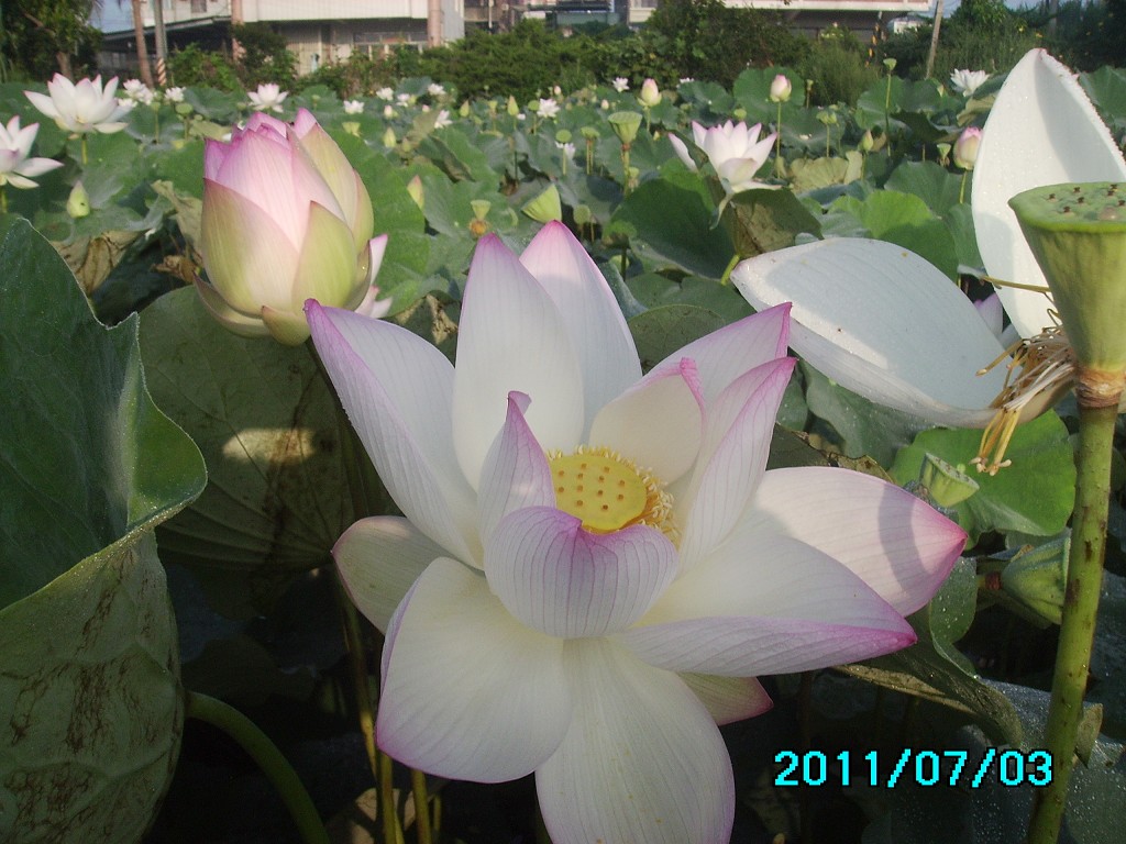 http://i.dcview.tw/gallery/201107/20e0ec96441b31a4db480f1b5422369f.jpg