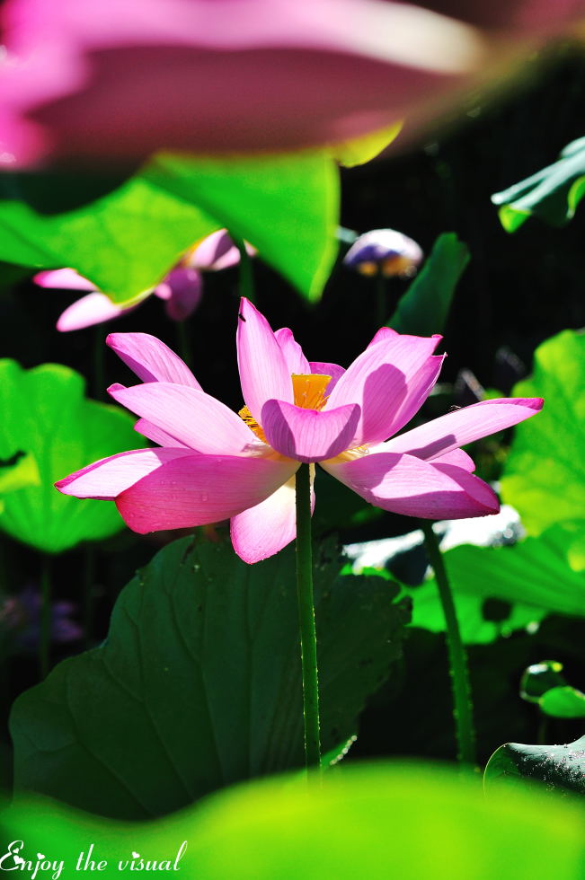 http://i.dcview.tw/gallery/201107/214d1dafa1b29dc80d77da5fbca6014e.jpg