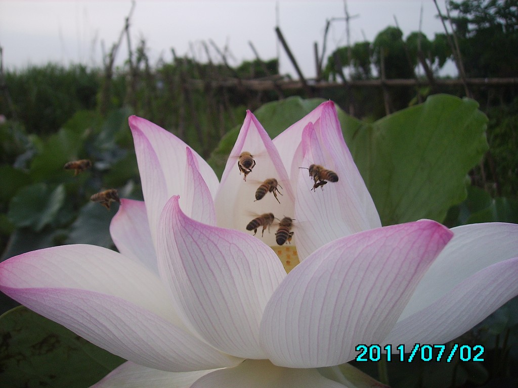 http://i.dcview.tw/gallery/201107/2188060910dbe0d4cb9c7ce66fa8b1af.jpg
