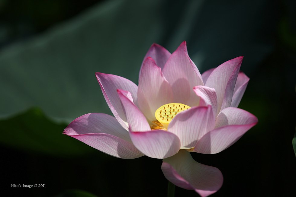 http://i.dcview.tw/gallery/201107/22576d4ea23bedf6e935b1ac9e6b8a08.jpg