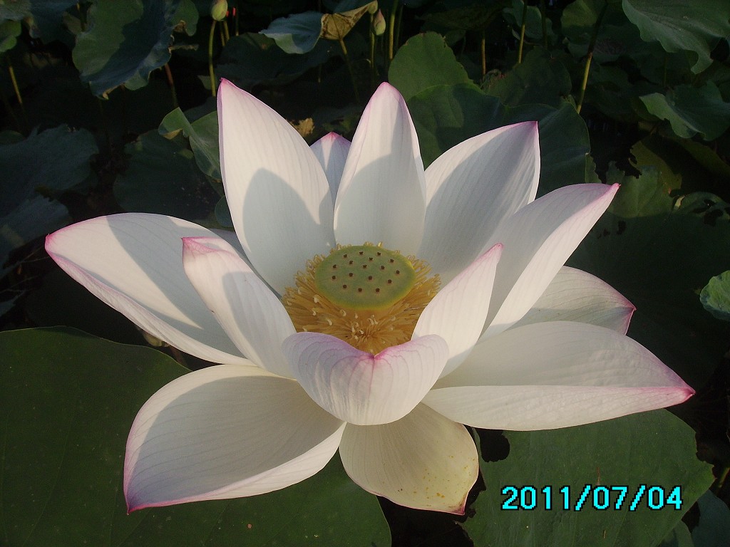 http://i.dcview.tw/gallery/201107/22cc9a66534f2b6e71fe128379148685.jpg