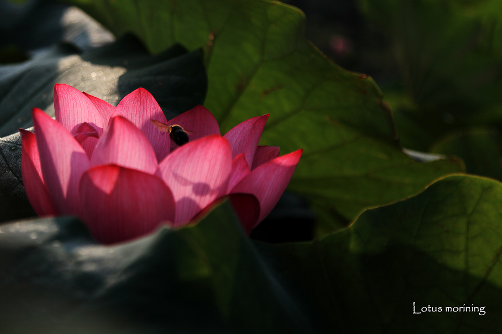 http://i.dcview.tw/gallery/201107/2751100c80582666baed1bb613395483.jpg