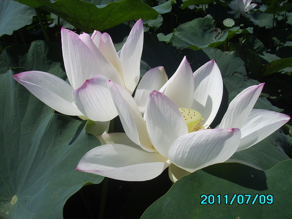http://i.dcview.tw/gallery/201107/28f058c9b4a7154d2adfd9387fbe1987.jpg