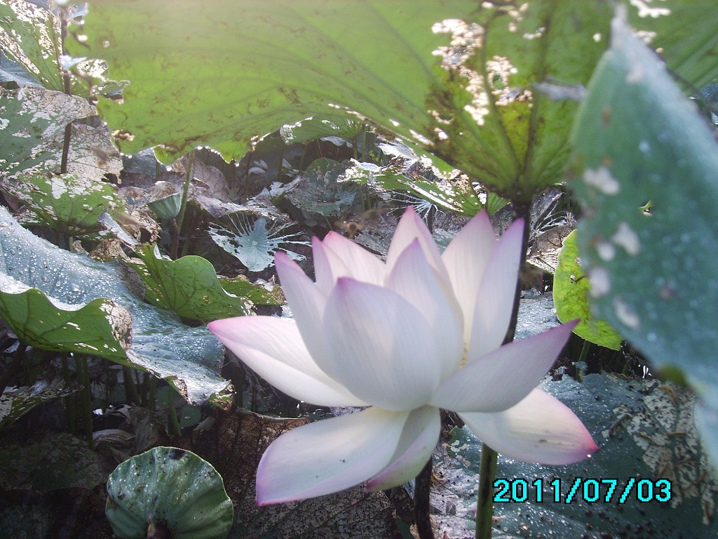 http://i.dcview.tw/gallery/201107/294a8249c4c4dfd2f94d215a377e69ff.jpg