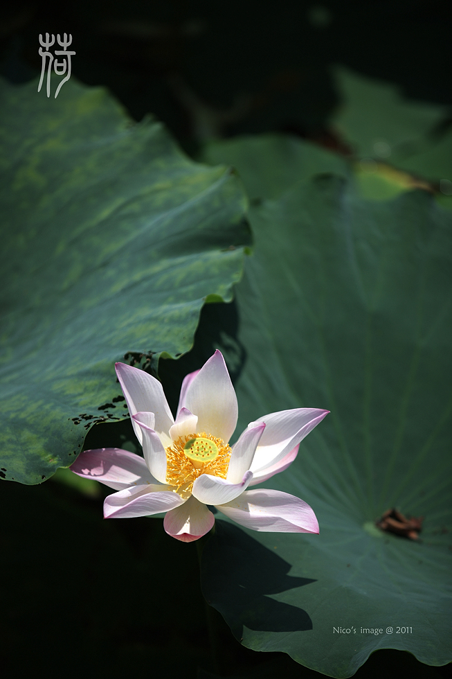 http://i.dcview.tw/gallery/201107/2b78e55946268563c7a28ee27f7ebfd4.jpg