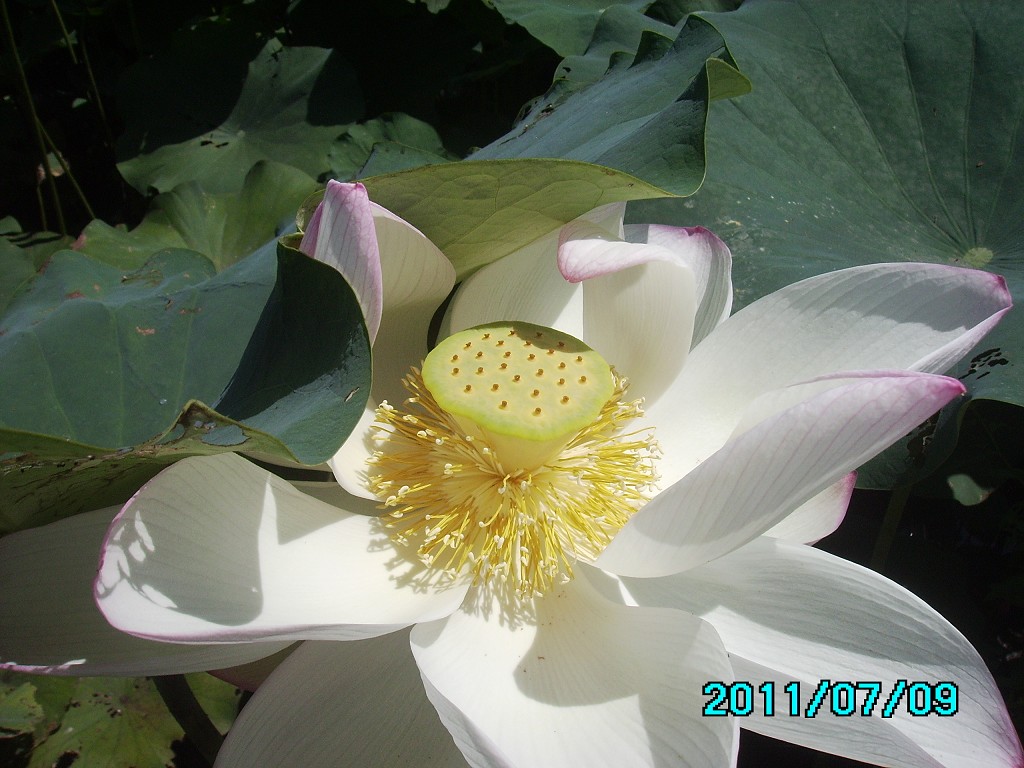 http://i.dcview.tw/gallery/201107/2c63c6bdf29da46de1c959168dc306cf.jpg