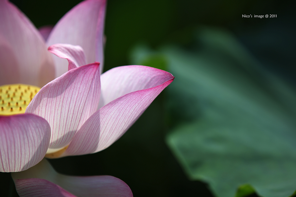 http://i.dcview.tw/gallery/201107/2ee42dee731409a99c717efa53cae434.jpg