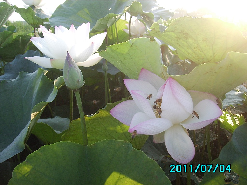 http://i.dcview.tw/gallery/201107/30b2d237364347a215d90f21400eba8c.jpg