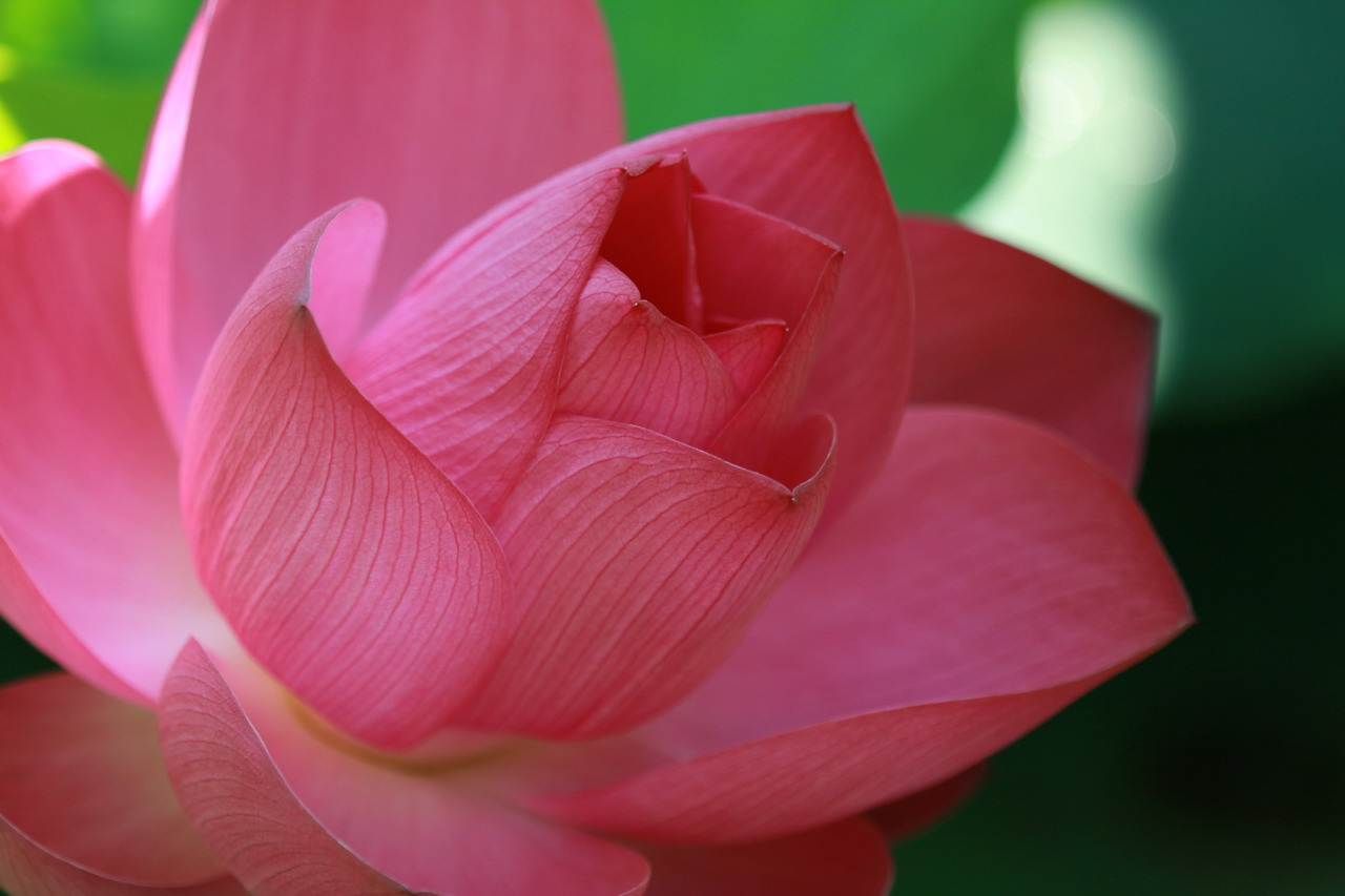http://i.dcview.tw/gallery/201107/31a08295d35bf0cedee3d99111bdd4a3.jpg