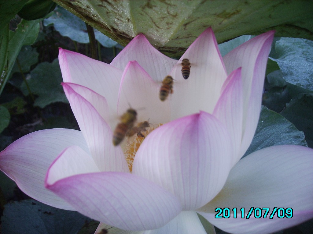 http://i.dcview.tw/gallery/201107/34d31b53b1d1fec8161d14dad54fbd86.jpg