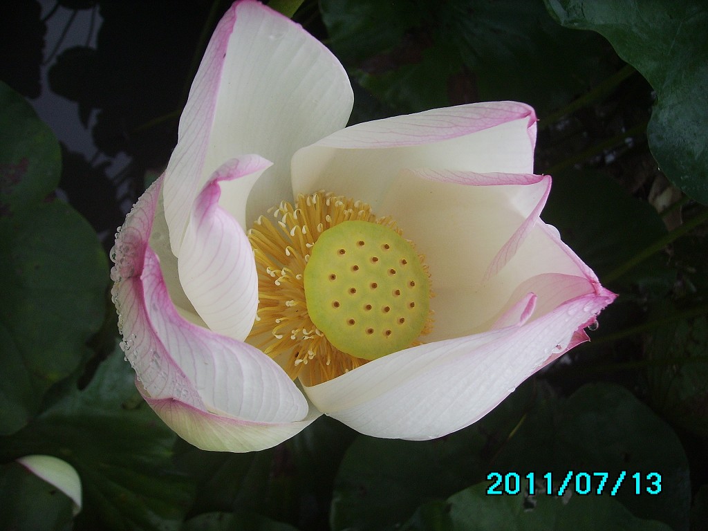 http://i.dcview.tw/gallery/201107/36d017c64c624d7afc396be6724ea640.jpg