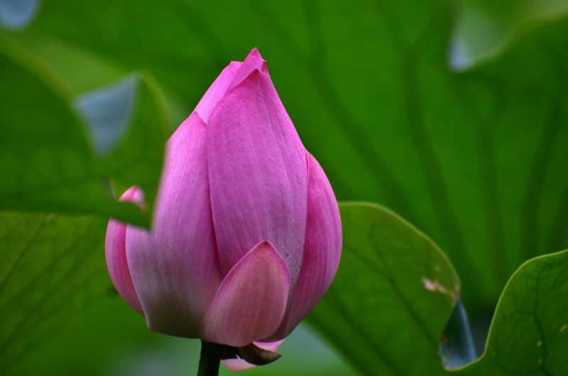 http://i.dcview.tw/gallery/201107/37496d3796f7295bdccc6be43cc52ec6.jpg