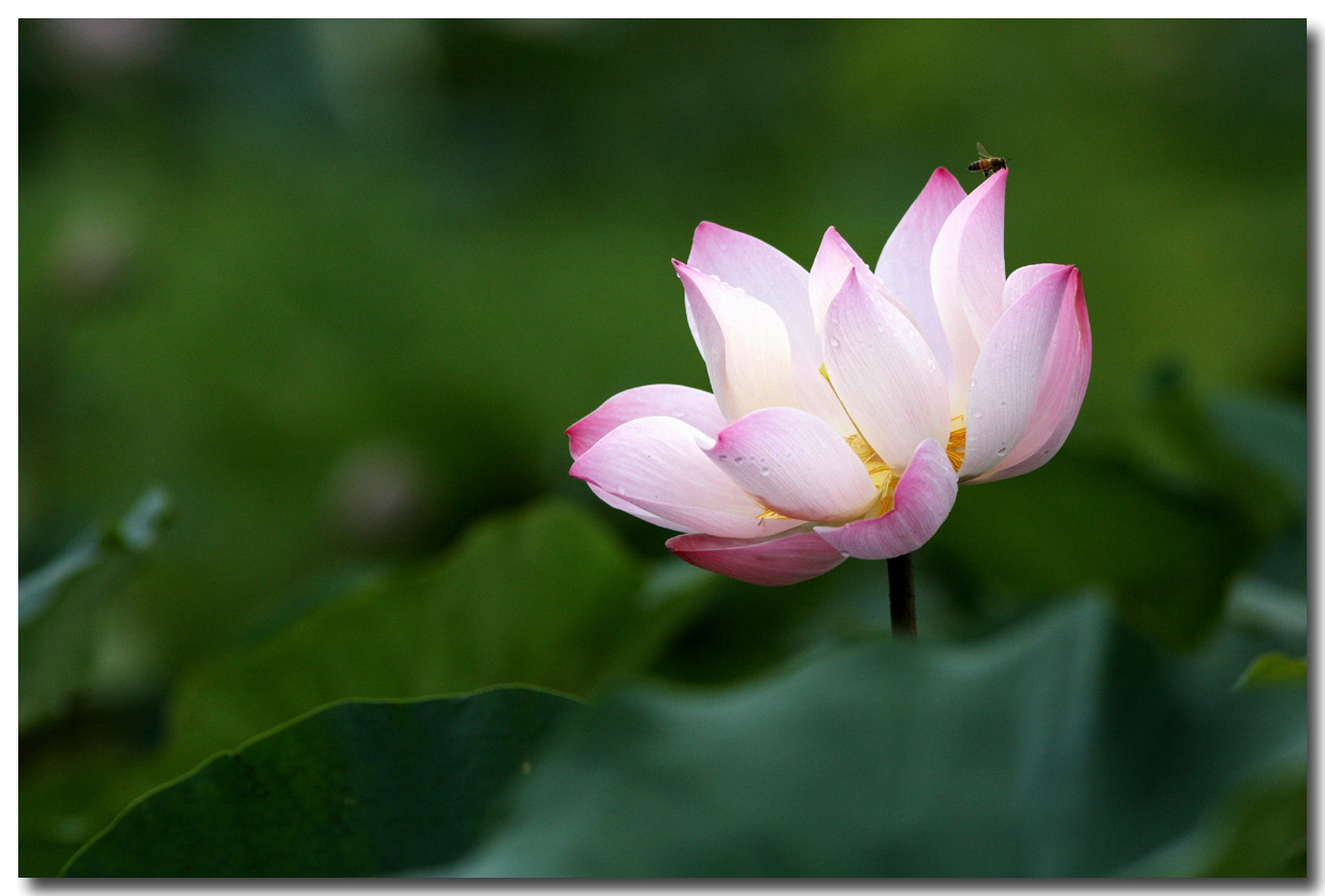 http://i.dcview.tw/gallery/201107/3dd42e6197aabae89c1f742ede1f0eb7.jpg