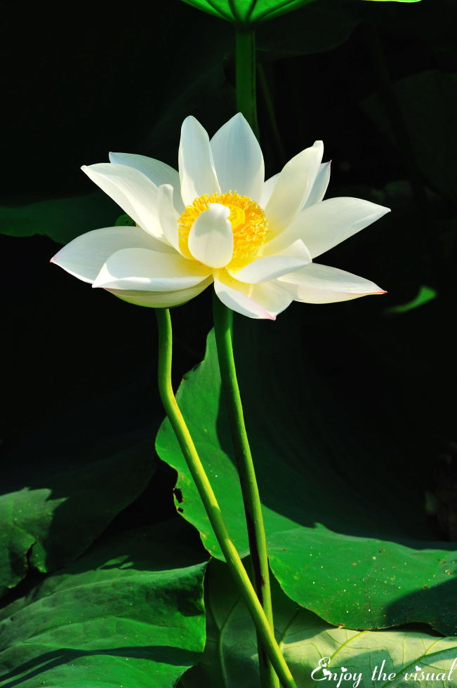 http://i.dcview.tw/gallery/201107/3fed02081317823d9f79ec9ad6a11dc4.jpg