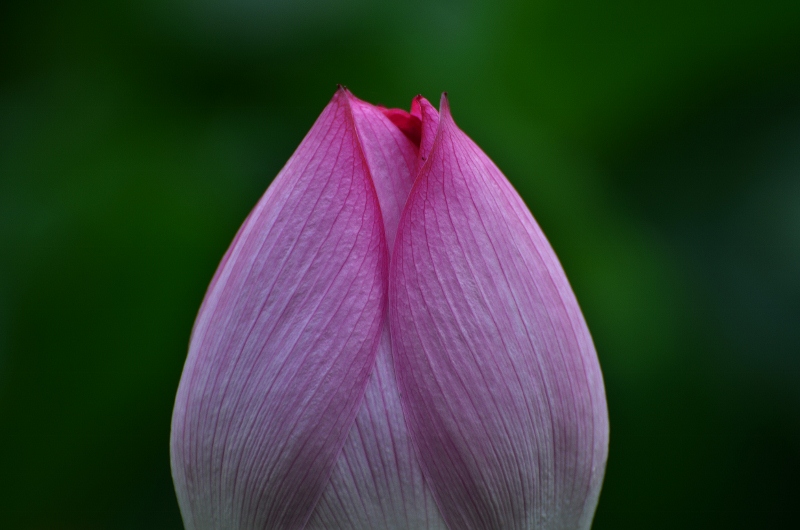 http://i.dcview.tw/gallery/201107/4593f84e122857df7ff564c2f702875b.jpg