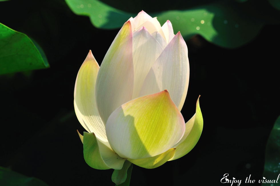 http://i.dcview.tw/gallery/201107/46e558f1b575d2d20c870b885329a442.jpg